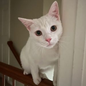 Meet your Posher, Saidey